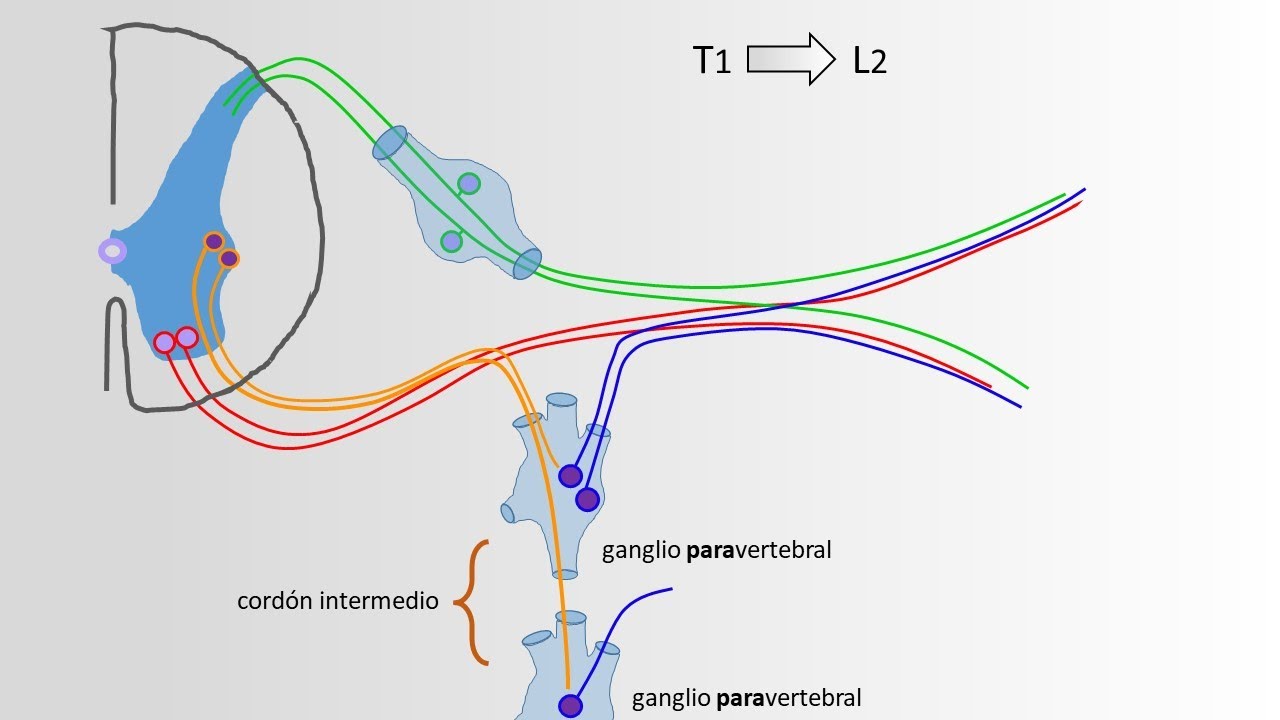 Nervios Espinales - Componentes Somáticos, Simpáticos y Parasimpáticos