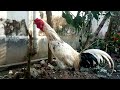 Rooster Clucking Noise Rooster Lifestyle