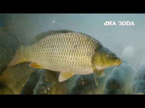 Roda | Sveži šaran 4 - 12.12.2019.