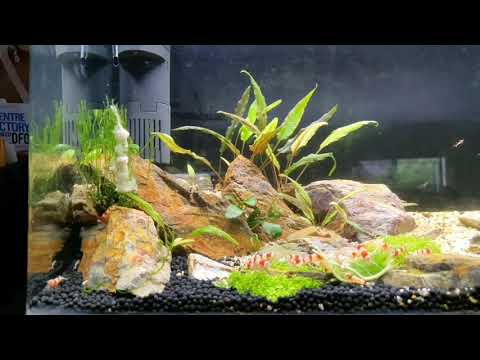 time-lapse of shrimp feeding and slime mold moving down moss.