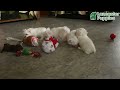 Maltese dogs for sale: Ian - Video 1