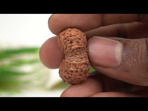 Rudraksha Product Image