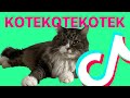 BULSJARZ KOT KOT KOT Feat TommyGun WRONA TikTok Pełna Wersja