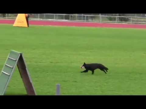 Henriette Vom Luberg FCI IPO NM 2012 Gruppe B(1/2)