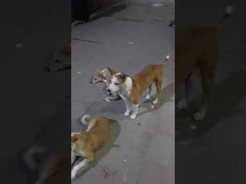 Street Dogs 29 #trending #500 #nintendo #viral #youtubeshorts #shortsfeed #shortdancevideo #shorts
