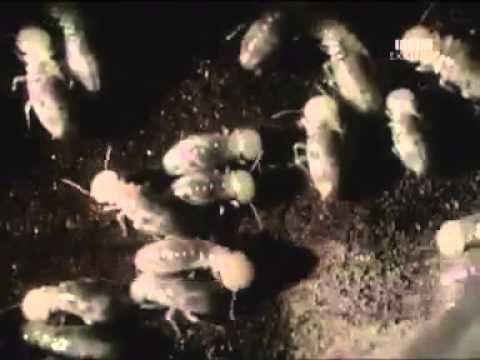 BBC Exklusiv - Die Seuchen der Zukunft - Teil 1