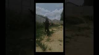 Download lagu Yang lagi viral | Video Tawuran Terbaru😱Di bacok Langsung Meninggoi😱 mp3