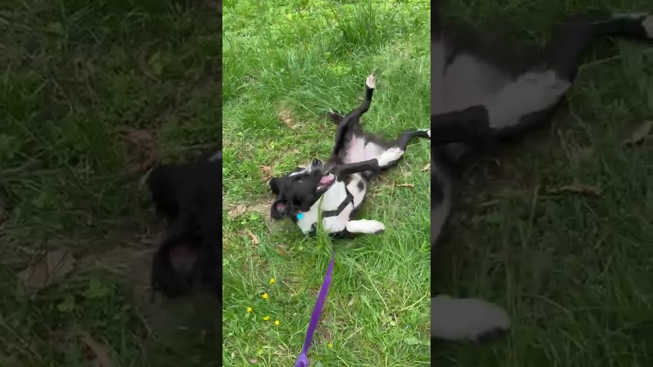 Enlarge Loki, a Adoptable mixed breed in Washington, DC video 6/6