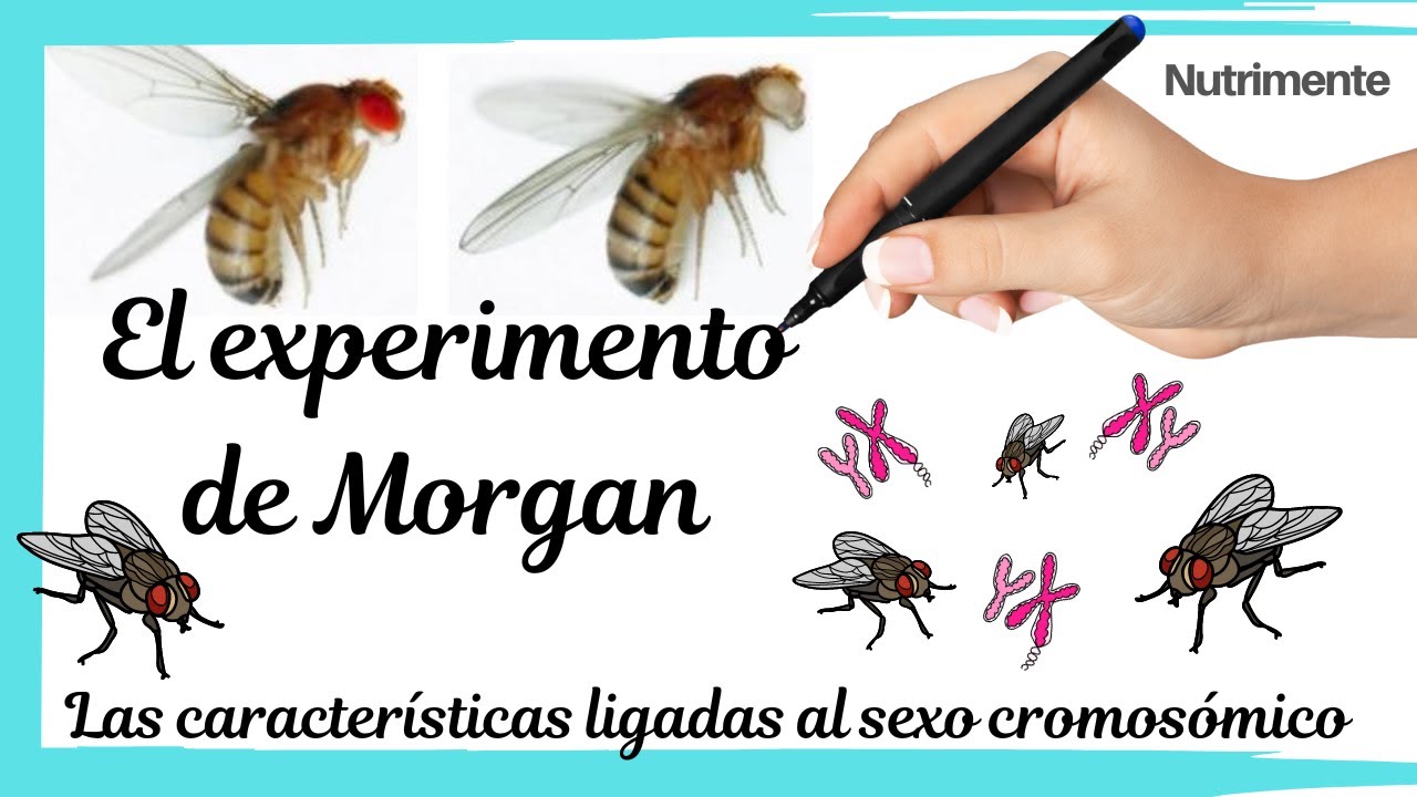 El experimento de Morgan con las moscas Drosophila melanogaster
