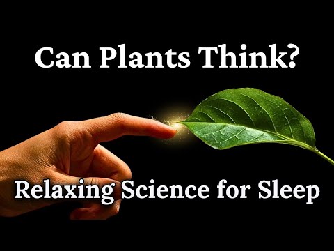Can Plants Think? — Relaxing Science Documentary for Sleep