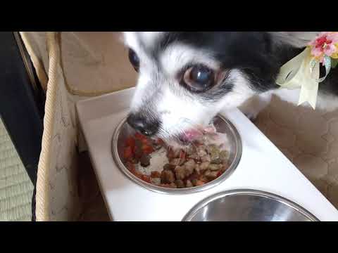 歯のない犬用の食事