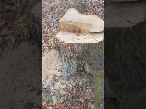 Pădure de la Blidari tăiată ilegal -VIDEO 1