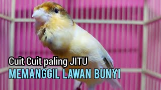 Download lagu Kenari gacor Cuit cuit Ngerol MEMANGGIL LAWAN paling Cepat bikin kenari lain LANGSUNG NYAUT mp3