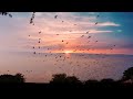 HD Birds Flying Video Background No Text No Sound OneMinuteVideo