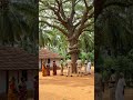 Big Snake Wrap Around Tree Near Village - Officers Step In!