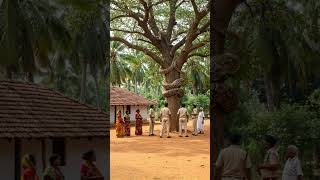 Download lagu Ular Besar Melilit Pohon di Dekat Desa - Petugas Turun Tangan! mp3