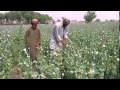 Opium Production Hits Record High In Afghanistan.