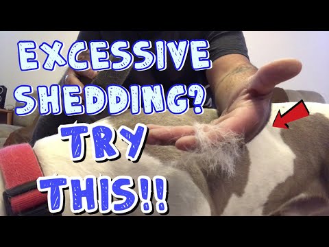 YouTube video about: How to deshed a short haired dog?
