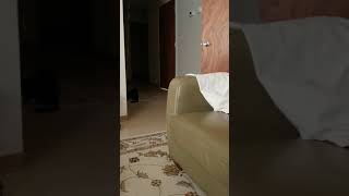 Domestic Mediumhair Cats Videos
