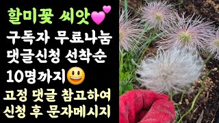 할미꽃 씨앗????구독자 무료나눔, 댓글신청 선착순 10명까지???? 고정 댓글 참고하여 신청 후 문자메시지…