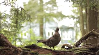 Download lagu Suara & video 'DRUMMING' RUFFED GROUSE mp3 Download lagu Suara & video 'DRUMMING' RUFFED GROUSE mp3