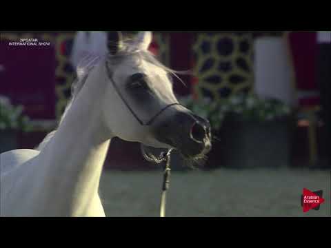N.111 BSHAIER AL NASSER - 2019 Qatar International show - Mares 7-10 Years Old (Class 8)