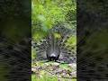 Peacock Beautiful Peacock Peacock Viral Shorts Hkbirdsvlogs Peacock