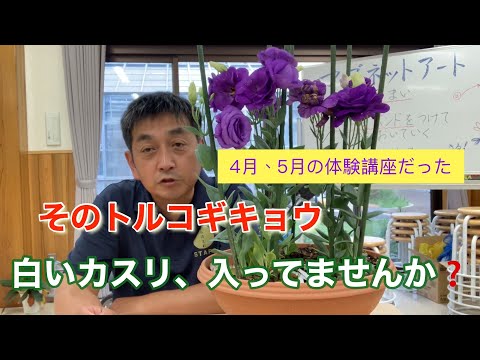 トルコポピー 植物