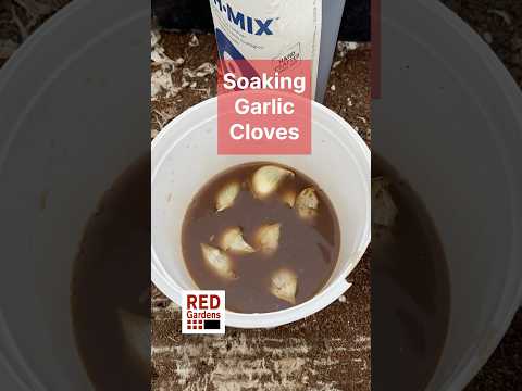 Garlic Soaking Trial: Red Gardens' Fertility Experiment Pt. 1