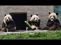 20240428 Le Le, Qing Bao & Qing Zai morning teatime together @Dujiangyan Giant Panda Garden都江堰中华大熊猫苑