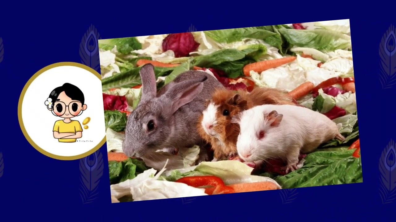 Lesson 4 - Animals feed