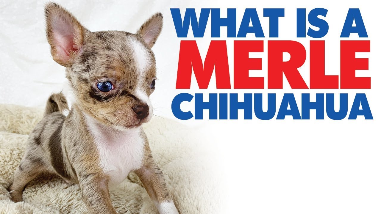 A merle Chihuahua with blue eyes! | Sweetie Pie Pets by Kelly Swift