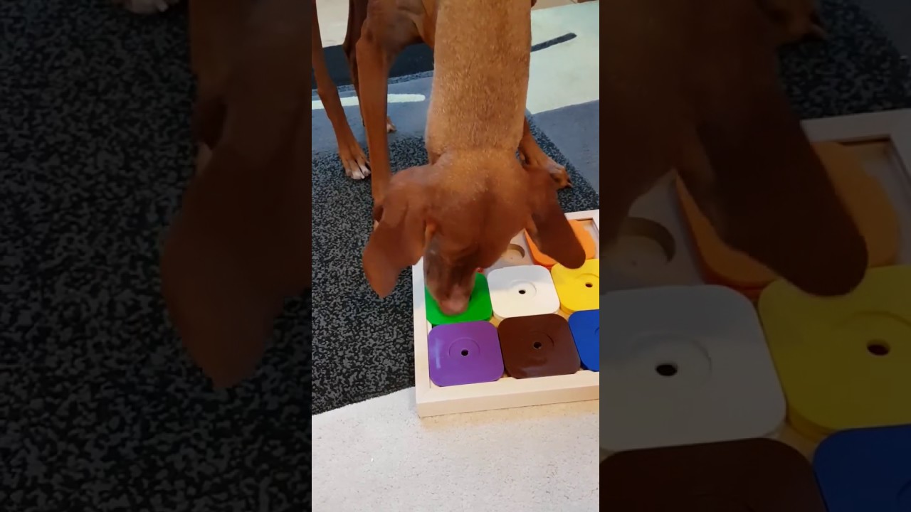 My Intelligent Dogs Strategie-Spiel Sodoku Expert M Rainbow My Intelligent Dogs Strategie-Spiel Sodoku Expert M Rainbow