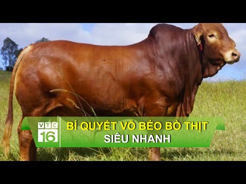 , title : 'Bí quyết vỗ béo bò thịt siêu nhanh | VTC16'