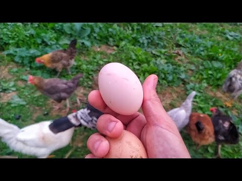 , title : 'تربية الدجاج : سبب قلة إنتاج البيض في الشتاء'