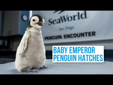 Baby Emperor Penguin is Born | SeaWorld San Diego