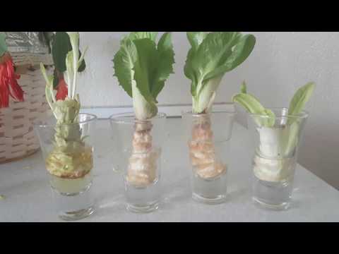 , title : 'Marul, kıvırcık ve hindiba evde kendinden üretme -Kendinden yetişen bitkiler -Regrow lettuce,chicory'
