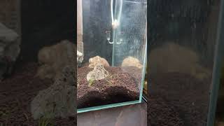 草