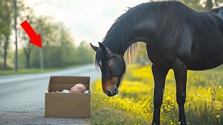 HORSE FINDS ABANDONED BABY IN A BOX… WHAT THE HORSE AND HIS OWNER DO NEXT IS…