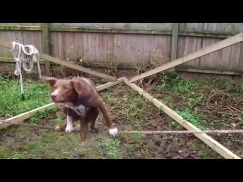 Пёс акробат