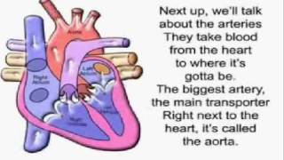 The Circulatory Song!