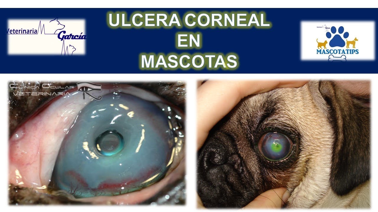 ¿MI MASCOTA TIENE UNA ULCERA EN EL OJO, QUE HAGO