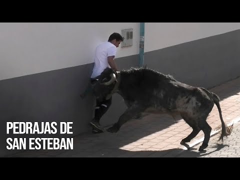 Pedrajas de San Esteban Encierro con Toros Bravos