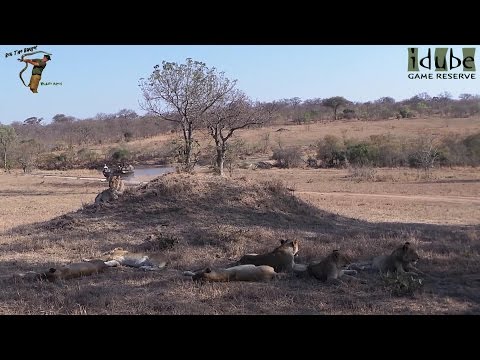 LIONS: Following The Pride 56: Relaxing On A Termite Mound