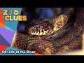 Zoo Clues | Season 2 | Episode 4 | Life at the River | Bill Lloyd