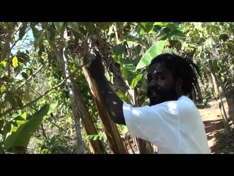 Plantation of Marihuana - Nine Miles - Jamaica