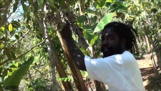 Plantation of Marihuana - Nine Miles - Jamaica