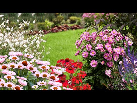 懒人必看！5种‘不死花’，种一次年年爆花，花园365天美到炸！ 5 'No-Fail' Flowers That Bloom Every Year!