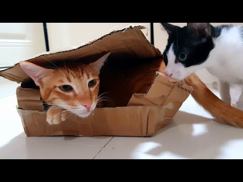 My Cats fighting over small box!