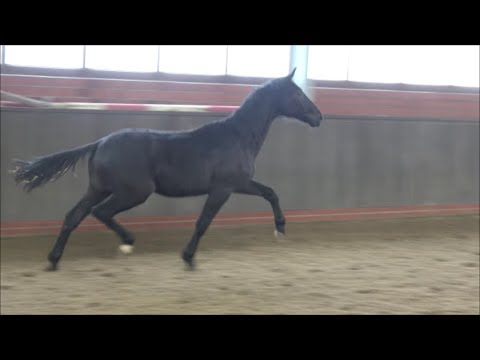 *2017 Hengst von Millennium - Dimaggio